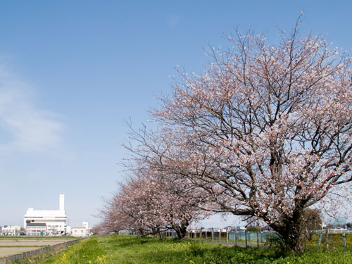 中川の桜