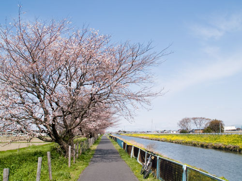 中川の桜