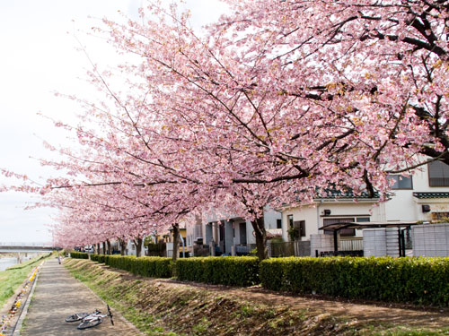 新方川の桜
