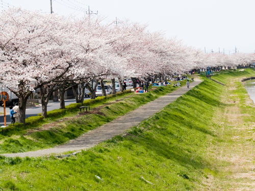 新方川の桜