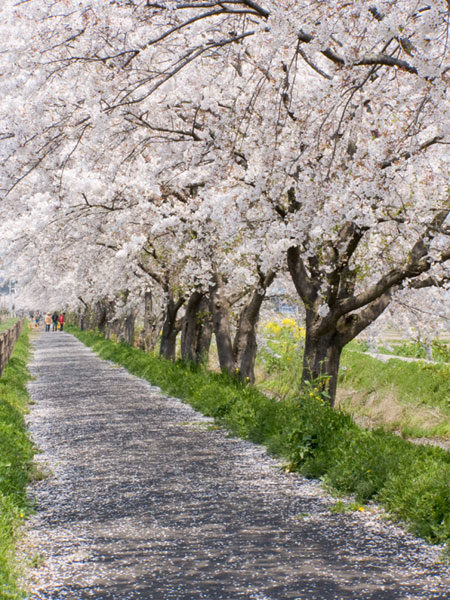 庄和町の桜